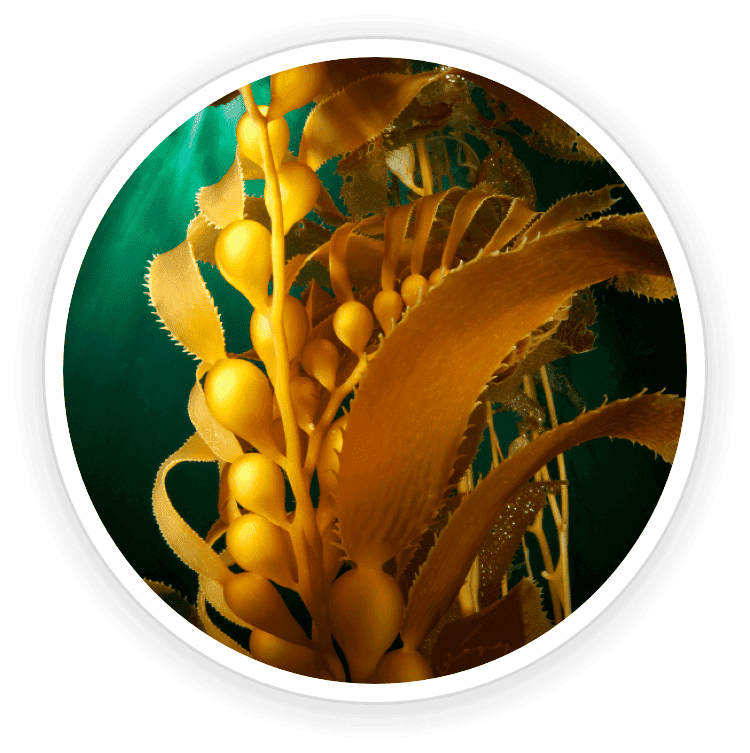 Kelp Powder